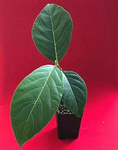 Jackfruit Seedling Plant Tree 8-13" K30411