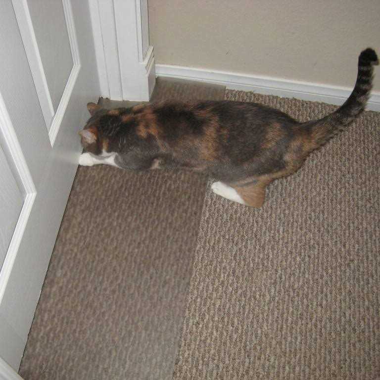 Carpet Scratch Stopper U5691