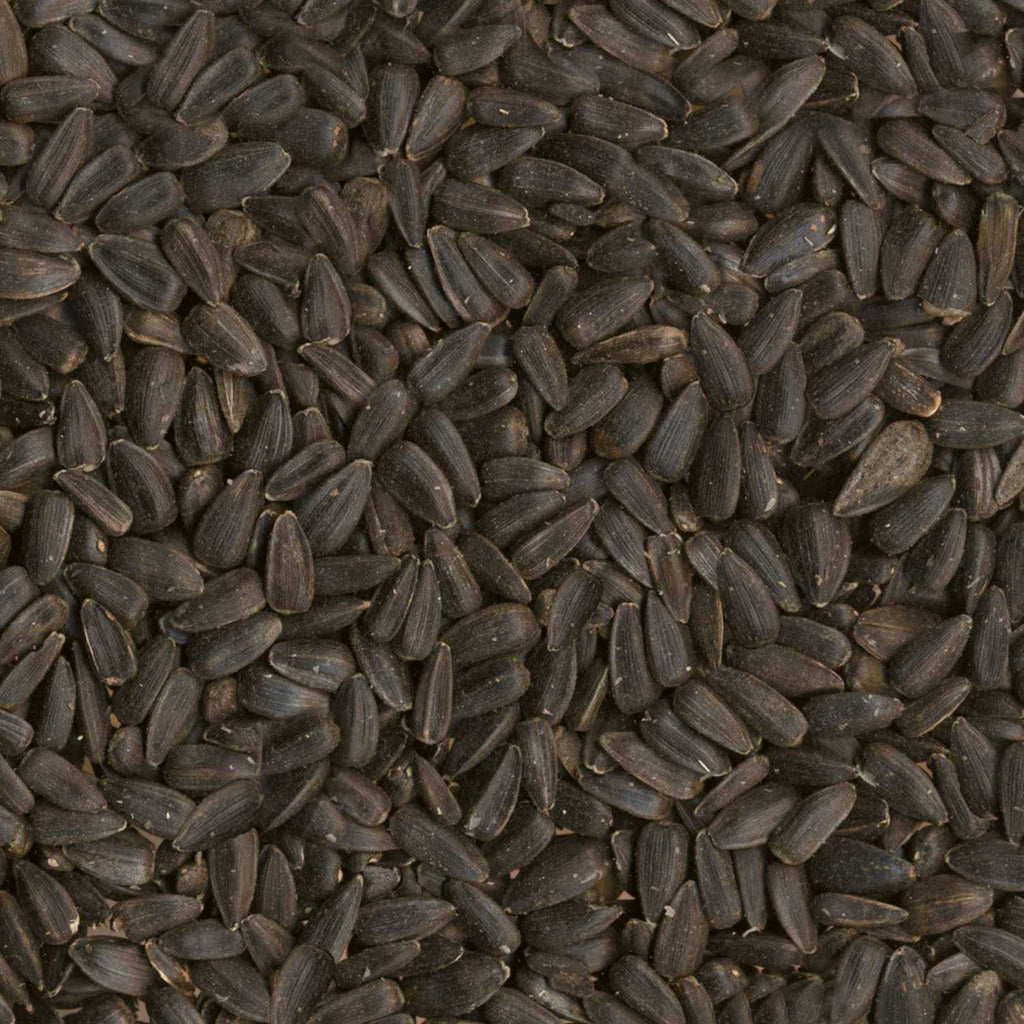 Black Oil Sunflower Seed Wild Bird Food L1684
