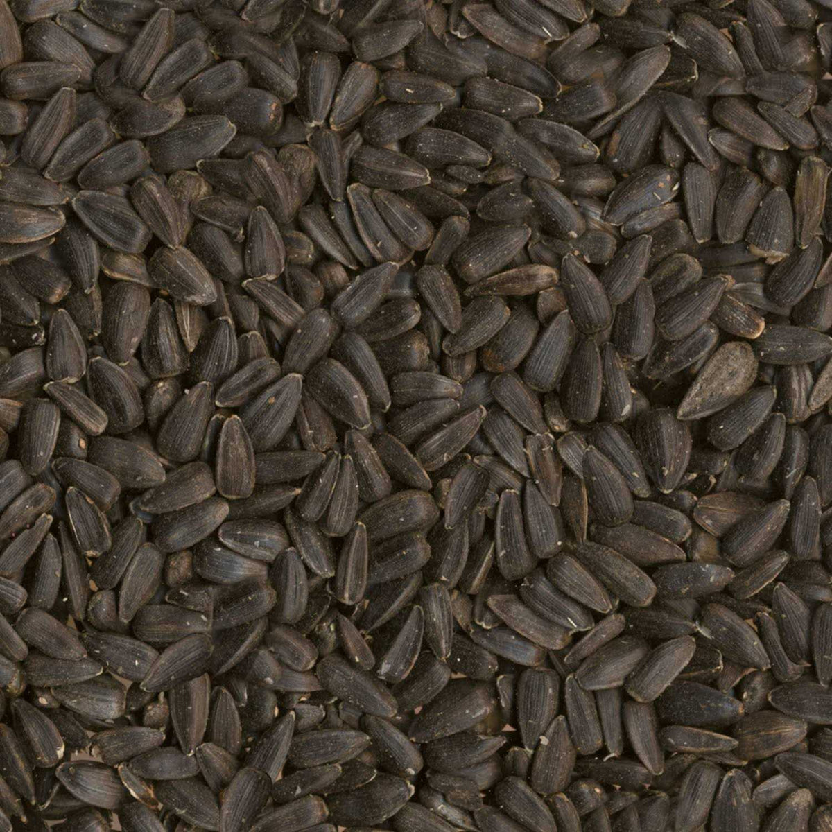 Black Oil Sunflower Seed Wild Bird Food L1684