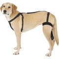 Dog Knee Brace H6523