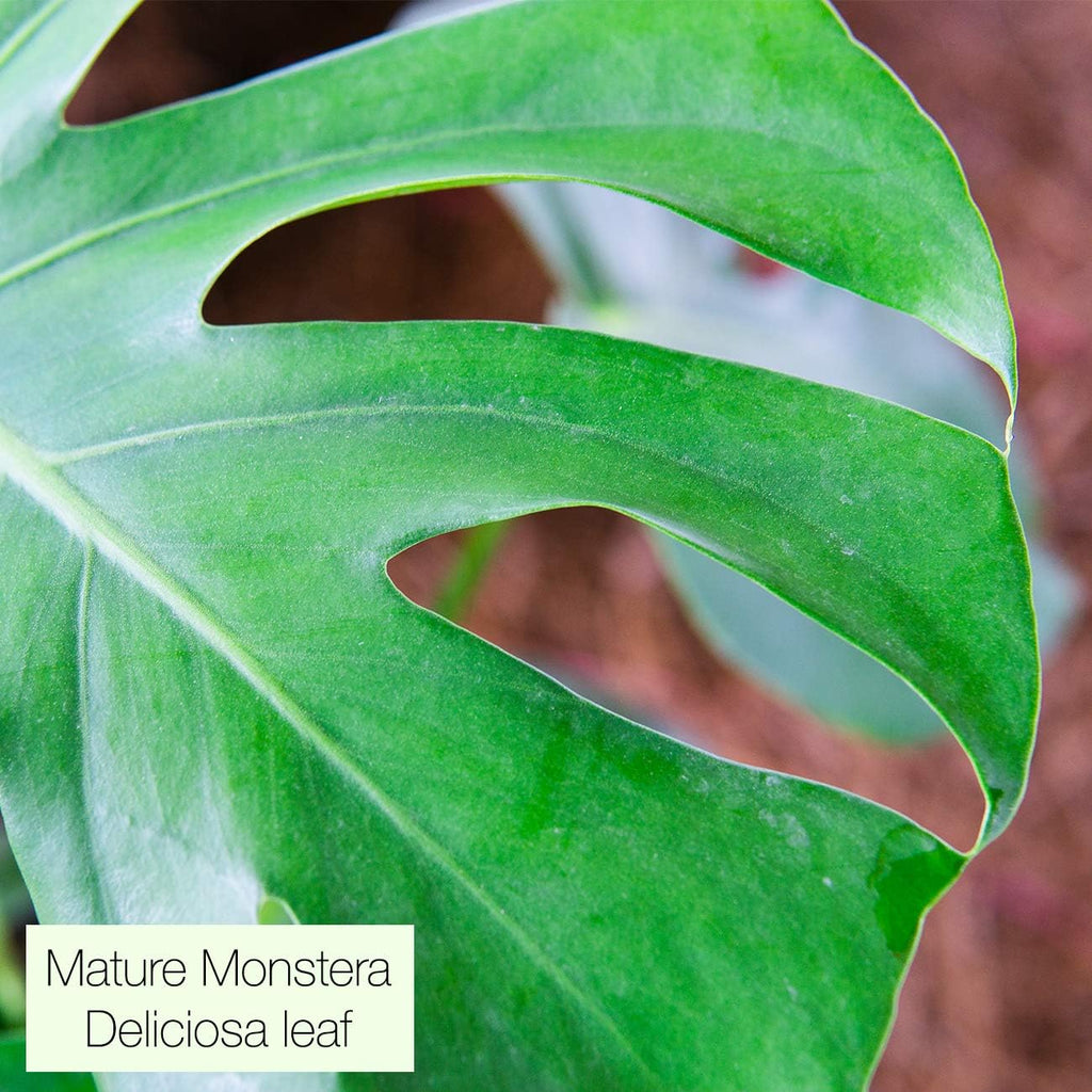 Monstera Deliciosa in 6in. Grower's Pot T3612
