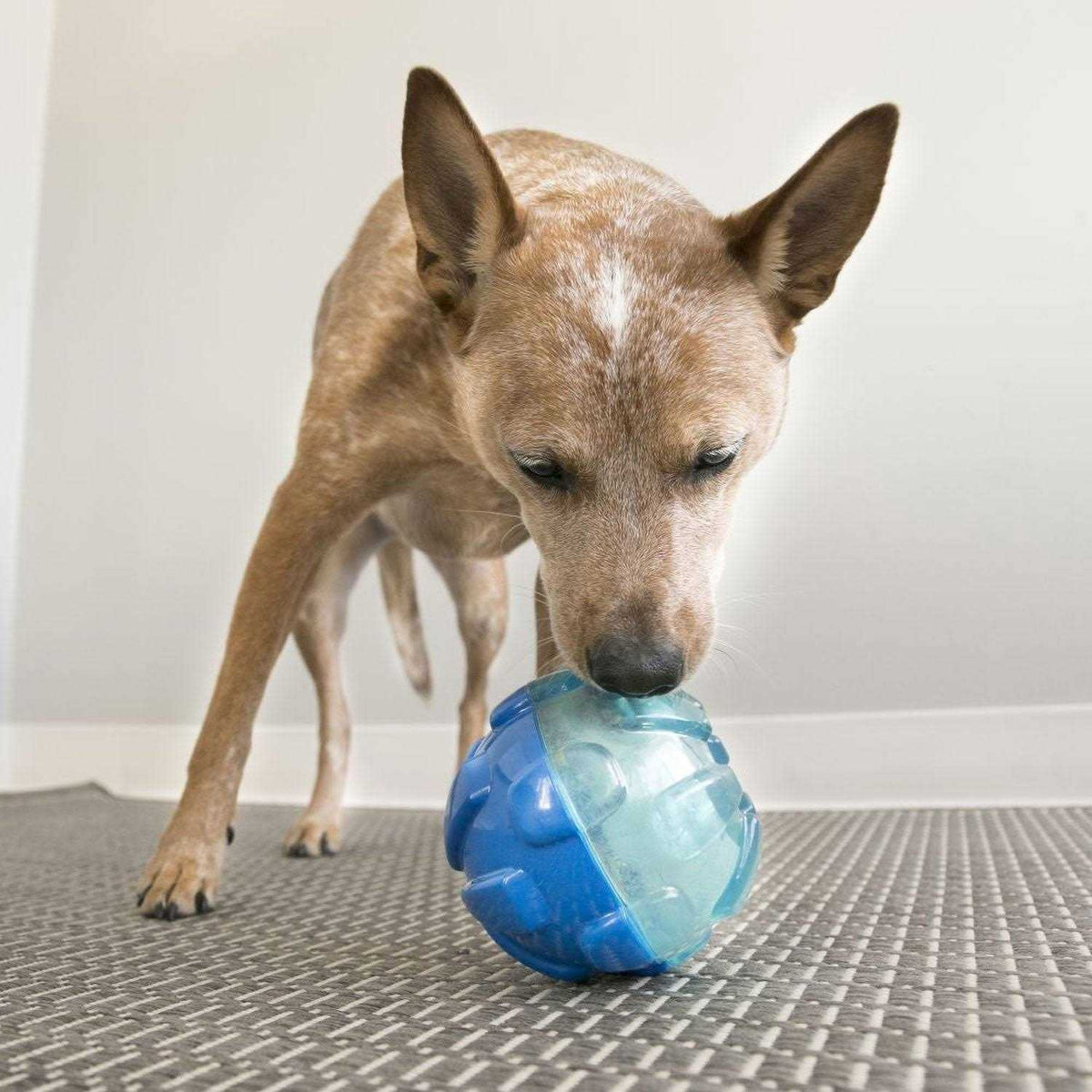 Ball Dog Toy N658