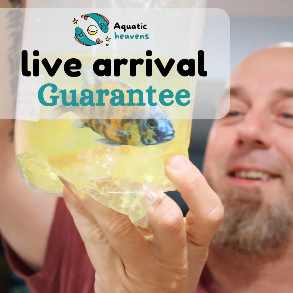 3 live Freshwater Aquarium Shrimp W7389