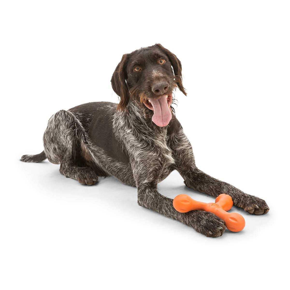 Dog Toy N56537