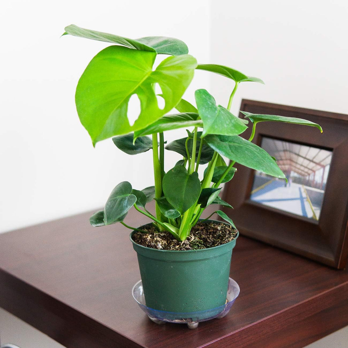 Monstera Deliciosa in 6in. Grower's Pot T3612