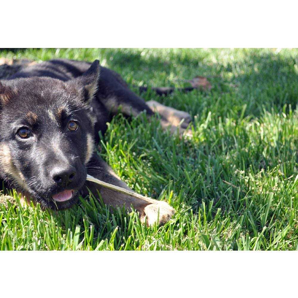 Oral Hygiene Dental Dog Treats I591