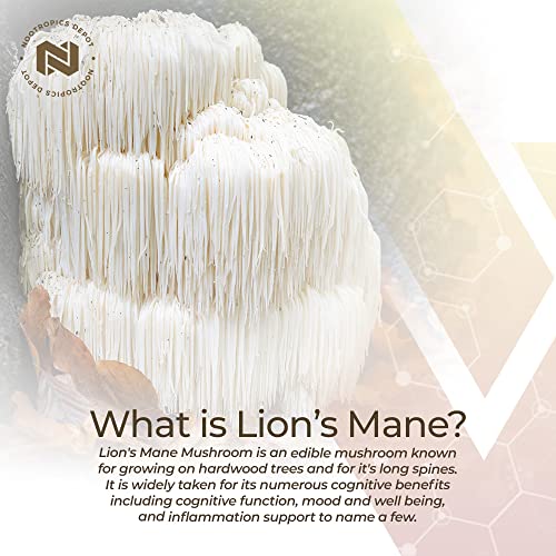 Lions Mane Mushroom Capsules 500mg 60 Count H1302