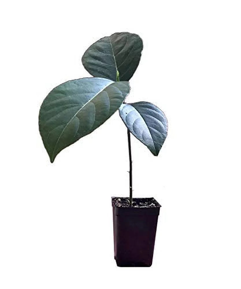 Jackfruit Seedling Plant Tree 8-13" K30411