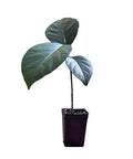 Jackfruit Seedling Plant Tree 8-13" K30411