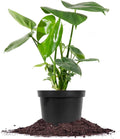 Monstera Deliciosa in 6in. Grower's Pot T3612