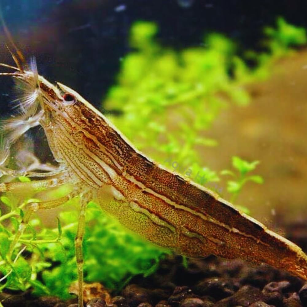 3 live Freshwater Aquarium Shrimp W7389