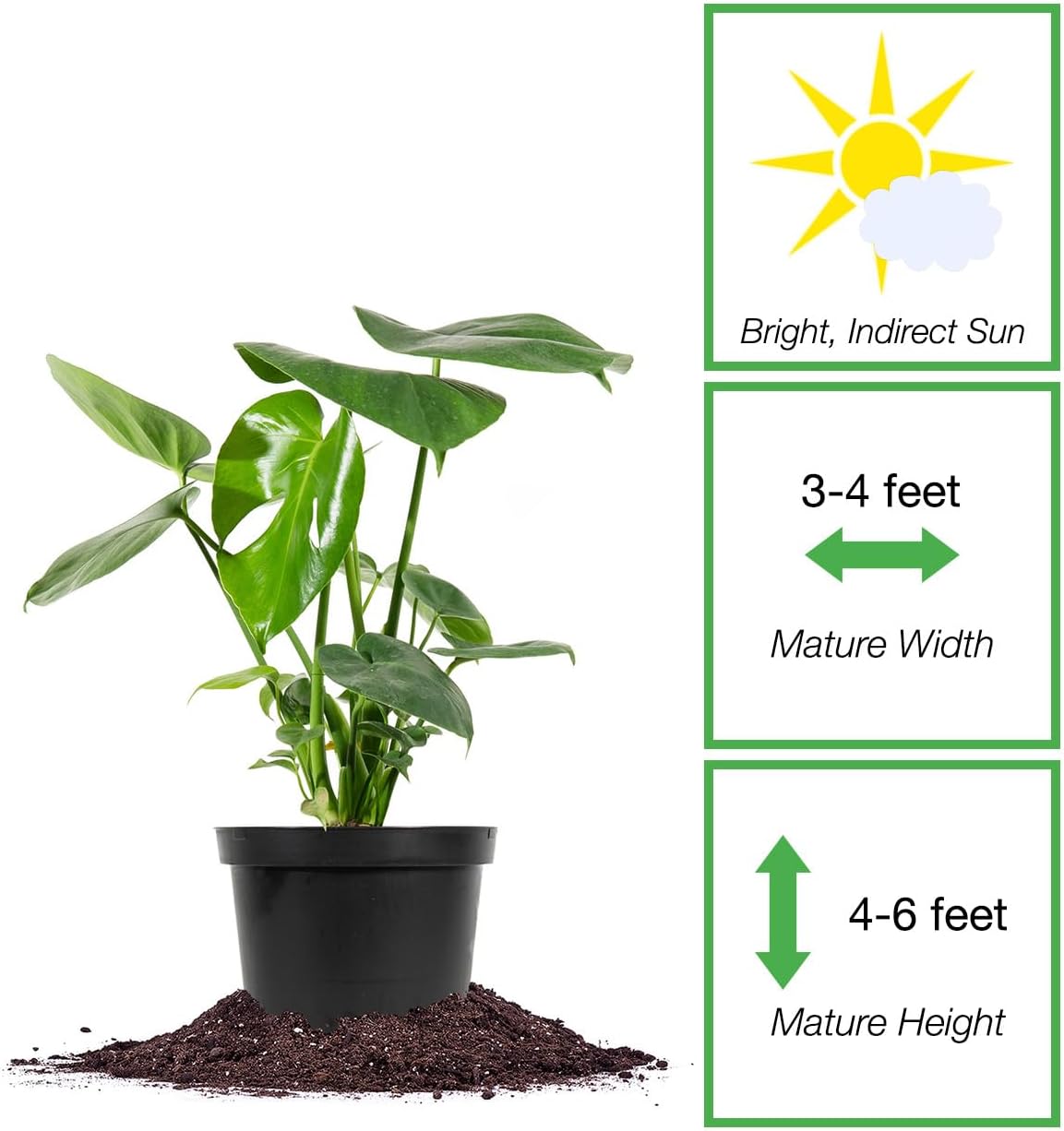 Monstera Deliciosa in 6in. Grower's Pot T3612