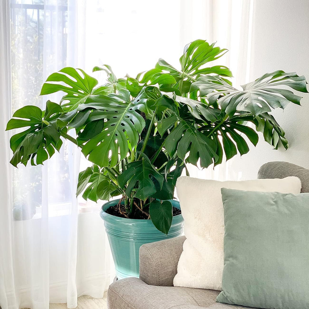 Monstera Deliciosa in 6in. Grower's Pot T3612