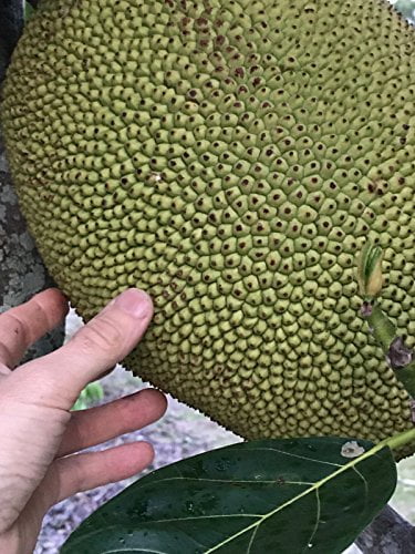 Jackfruit Seedling Plant Tree 8-13" K30411