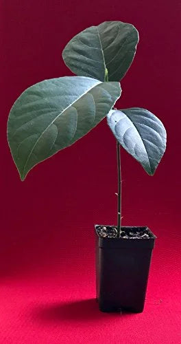 Jackfruit Seedling Plant Tree 8-13" K30411