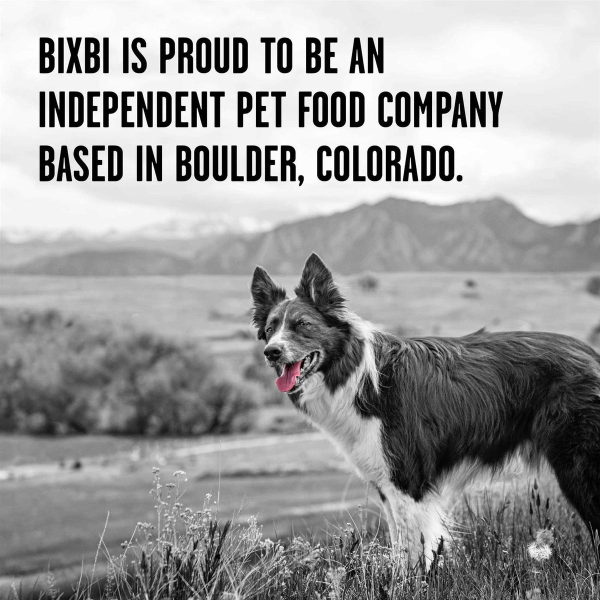 Freeze Dried Duck Recipe Dog Food Q34708