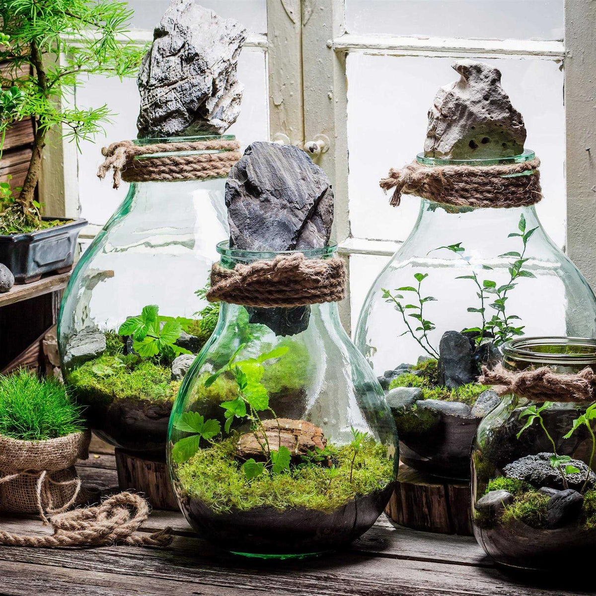 Terrarium Potting Soil Mix N4400